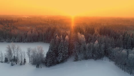 Aerial-view-of-a-pine-forest-in-winter-with-yellow-and-orange-sunburst,-flying-into