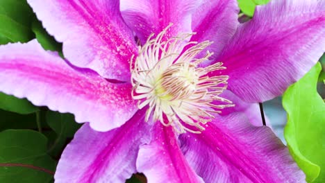Die-Hellen-Blütenblätter-Einer-Leuchtend-Rosa-Clematis-Schimmern-Im-Frühlingswind