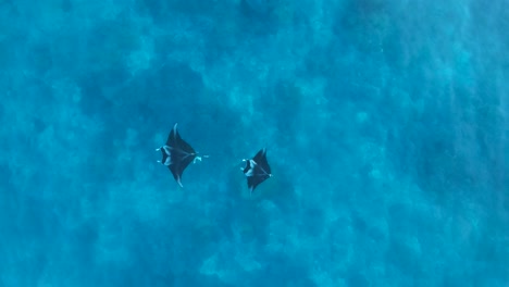 Zwei-Mantarochen-Zeigen-Paarungsverhalten-Im-Tropischen-Blauen-Wasser-Der-Australischen-Lady-Elliot-Island