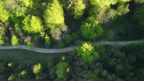 Idyllic-walking-cycling-path-going-through-green-forest