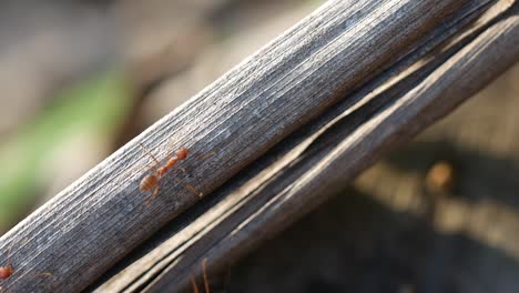Beschäftigte-Rote-Ameisen,-Die-Auf-Holz-Laufen