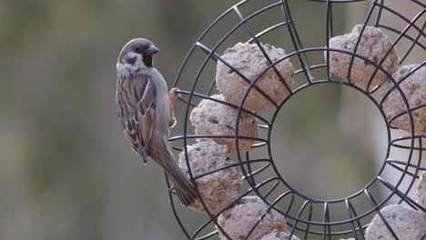 Eurasian-tree-sparrow-next-to-fat-balls-in-bird-feeder,-slow-motion-close-up