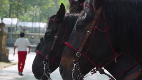 Beautiful-brown-Horses-stand-silent-and-still-in-Mexico-City-with-rein-and-rope-attached
