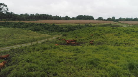 Vacas-Brangus-En-Un-Campo-Verde,-Ecuatoriano-Conoce-Vacas-De-Producción