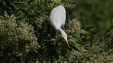 Cattle-egret-wandering-on-the-trees-of-the-marsh-land-of-Bahrain-for-food