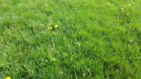 Backwards-moving-shot-of-grass-and-dandelions