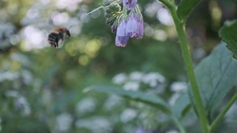 Slow-motion-Bumble-bee-flying-away-from-purple-flowers