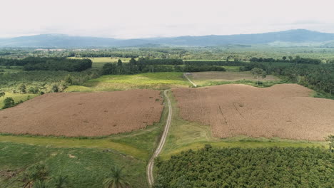 dry-corn-field-in-the-Ecuadorian-coast,-aerial-shot-of-the-road-crossing-the-fields