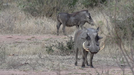 A-male-warthog-with-long-tusks-stands-in-the-African-wilderness-with-another-smaller-tusked-male-in-the-background