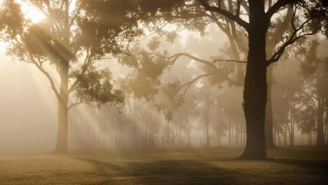 Magical-sunbeams-passing-through-the-tree-forest-in-a-morning-full-of-light,-majestic-idyllic-background-woodland