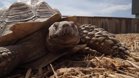 Entspannte-Afrikanische-Spornschildkröte-In-Der-Sonne