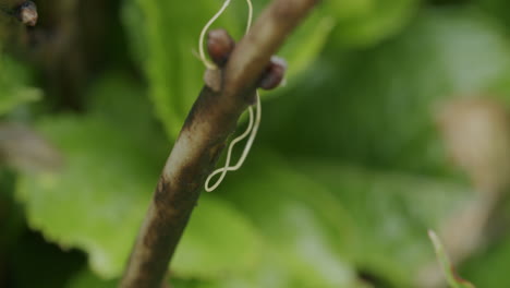 Macro-shot-of-a-tiny-hair-worm-hanging-from-a-brown-small-flower-branch-in-the-garden