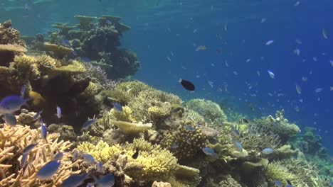 Korallenriff-Auf-Den-Malediven-Mit-Tischkorallen-Und-Hartkorallen