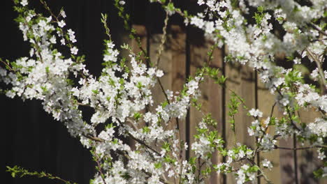 Beautiful-plum-blossom-in-garden-spring-bloom,-white-flowering-plant