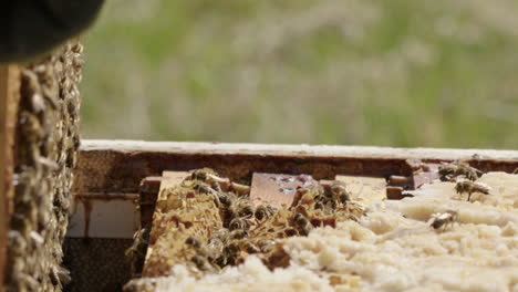 BEEKEEPING---A-frame-is-carefully-removed-from-a-beehive,-slow-motion-close-up