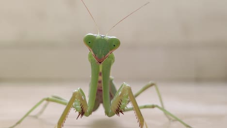 Praying-Mantis-stares-in-to-the-camera-and-walks-towards-it