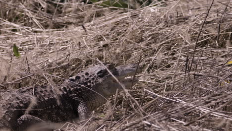 Alligator-in-dry-swamp-retreating-backwards