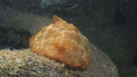 Pleurobranchus-Meeresschneckenart,-Die-Von-Einem-Unterwasser-Meeresforschungsteam-Bei-Einer-Tauchaktivität-Entdeckt-Wurde