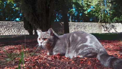 Un-Gato-Escocés-Está-Sentado-En-Los-Montones-De-Hojas-Rojas-En-El-Parque-Por-La-Mañana