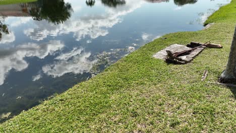 A-low-angle-view-of-an-iguana-on-a-concrete-slab-and-bricks-sunbathing-with-green-grass-around-it-in-Florida