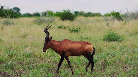 Prächtiger-Roter-Hartebeest-Beim-Wandern-Im-Grünen-Grasland-Des-Central-Kalahari-Nationalparks,-Botswana