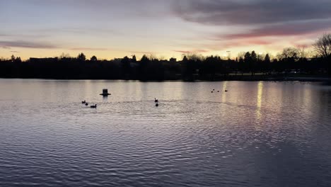 Tranquil-landscape-view-of-ducks-on-calm-lake-water,-at-sunset