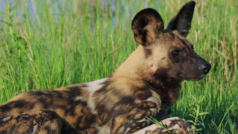 Afrikanischer-Wildhund-Liegt-An-Einem-Sonnigen-Tag-Am-Ufer-Des-Khwai-Flusses-In-Botswana,-Südafrika