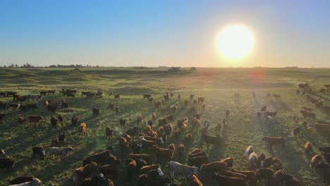 Aerial-push-out-of-cows-on-wide-open-field-at-the-Pampas-at-sunset