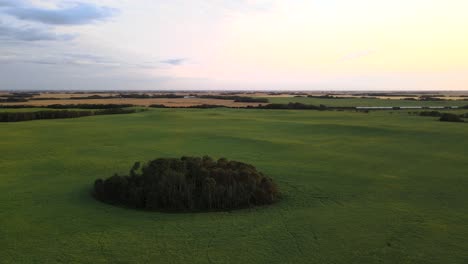Drone-orbiting-around-small-patch-of-forest-within-large-pea-field-in-the-vast-countryside-of-Canada's-prairies