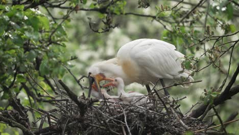 Adult-Eurasian-Spoonbill-feeding-chics-in-nest