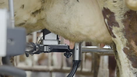Industrial-Farming-Robot-Washing-Dairy-Udder-In-Cattle-Milking-Parlor