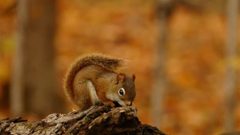 Niedliches-Kleines-Rotes-Eichhörnchen,-Das-Auf-Einem-Kiefernzweig-Vor-Dem-Bokeh-Hintergrund-Der-Herbstlichen-Farbpalette-Kaut