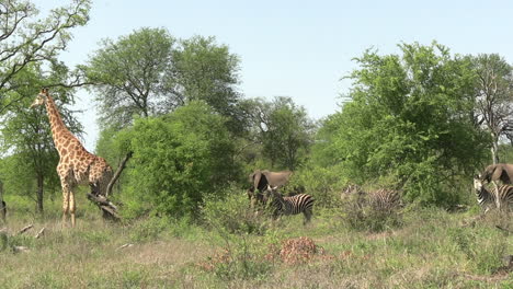 Animals-in-Harmony-on-National-Park-Reserve,-Giraffe,-Zebra-Herd-and-Elephants-in-Green-Landscape-of-African-Savanna