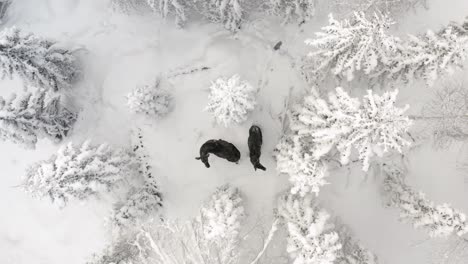 ascending-drone-footage-of-two-elks-in-snowy-forest