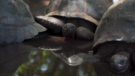 Group-of-sleepy-giant-tortoises-lying-motionless-in-water