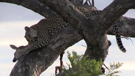 Leopard-Eating-His-Prey-on-Tree,-Dead-Antelope-and-Predator-on-Branch