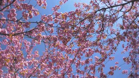 Dichtes-Laub-Eines-Rosafarbenen-Kirschblütenbaums,-Der-Sich-Im-Wind-Dreht,-Während-Eines-Wunderschönen-Strahlend-Blauen-Tages-In-Vancouver,-BC.-Mitteldichter-Blick-Nach-Oben,-Schnelle,-Stabilisierte-Rotation,-Blaurosa-Himmel