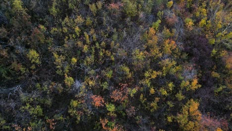 Aerial-top-down-view-of-flight-over-beautifully-coloured-autumn-forest-in-north-american-prairie-during-sunset