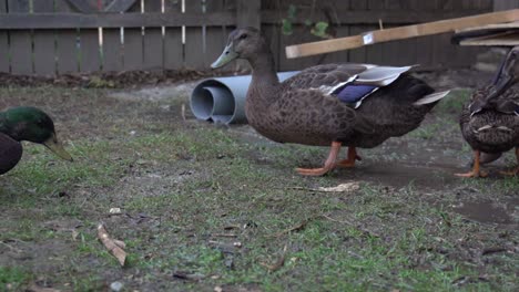 Several-ducks-eating-of-a-muddy-lawn-in-a-backyard