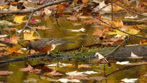A-small-bird-hops-on-a-submerged-log,-surrounded-by-fallen-yellow-leaves