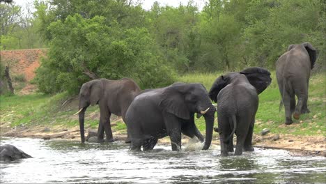 A-smooth-steady-clip-of-Elephants-in-a-river-when-a-fight-breaks-out-between-the-Bull-leader-and-another-in-the-herd