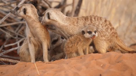 Family-of-meerkats-with-pup-grooming-each-other,-close-up