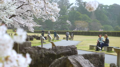 Shot-of-two-young-asian-chatting-and-eating-on-a-bench-with-a-beautiful-view-of-sakura-blossoms-in-an-open-field-during-sakura-season,-people-taking-pictures-of-sakura-in-the-background