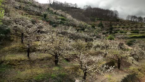 Beautiful-shoot-of-the-cherry-blossom-in-Valle-del-Jerte,-Spain