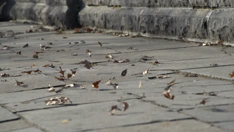 Leaves-blowing-in-strong-wind-during-fall-on-walkway-in-city-on-pathway-ground---dry-leaves-blowing-in-wind-with-wind-gusts-and-moving-across-concrete-ground-early-winter-late-winter-late-fall