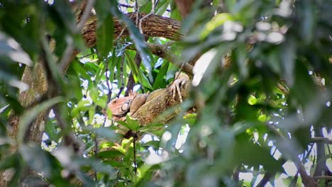 Big,-male-iguana-visible-behind-thick-tropical-foliage-high-up-in-a-tree-in-Costa-Rica