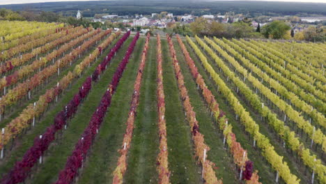 Drone-shot-of-colorful-grapevine-vineyards-in-autumn,-Czechia-winery