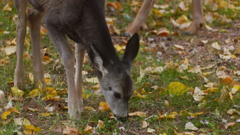 Deer-fawn-grazing-at-autumn-close-up