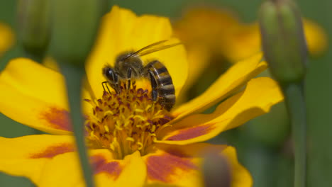 Biene-Sammelt-Im-Sommer-Pollen-Von-Gelben-Blüten-Im-Garten---Bestäubungsprozess-Wilder-Insekten-In-Der-Wildnis