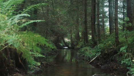 magical-nordic-pinewood-forest-stream-slow-zoom-relaxing